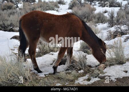 Mustang sauvage broute l'herbe clairsemée sous les plaques de neige dans les montagnes près de Virginia City, Nevada USA Banque D'Images