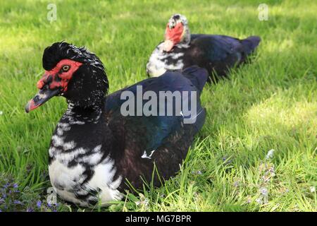 Deux canards de Barbarie - Cairina moschata assis en prairie, muskavyduck Banque D'Images