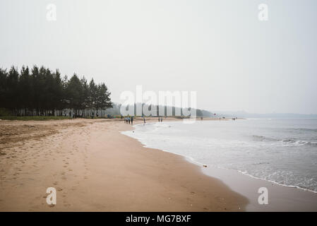 Petite forêt de pins sur la plage à côté de l'océan à Goa, Inde Banque D'Images