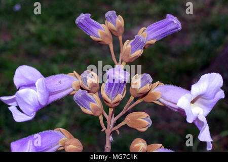 Arbre généalogique de la digitale (paulownia tomentosa) close-up dans jardin Sarde Banque D'Images