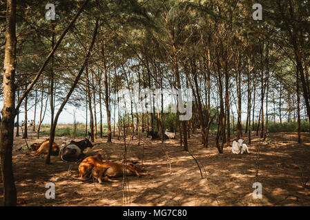 Forêt de pins sur la plage avec des vaches dormant dans l'ombre de Goa, Inde Banque D'Images