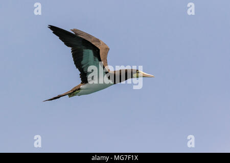 Des profils fou brun (Sula leucogaster) en vol, Boa Vista, Cap Vert Banque D'Images