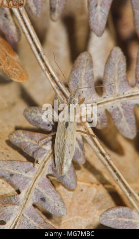 Jeune fille champ Bug (Nabis ferus). Nabidae. Sussex, UK Banque D'Images