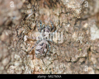 Zebra femelle araignée sur l'écorce de pin (Salticus cingulatus). Zebra rare de la famille des Gradungulidae, Des. Sussex, UK Banque D'Images