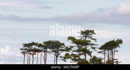 Morning Sunrise ajoute une touche de couleur et de lumière à un ciel nuageux au-dessus d'un groupe d'arbres Banque D'Images