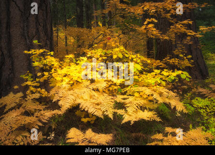 Les feuilles d'automne a mis en évidence par la lumière du soleil dans la forêt de Mt. Hood National Forest. Banque D'Images