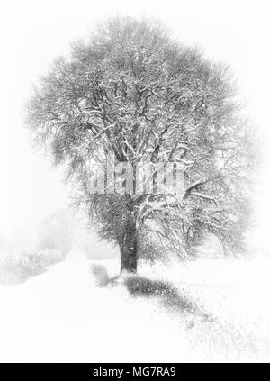 Chute de neige couvre cette route de campagne avec un seul arbre de chêne blanc sur c'est frontière. Banque D'Images