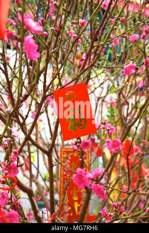 Cerisiers avec Lai Voir Enveloppes rouges pour le Nouvel An chinois, Hong Kong, Chine, Asie du Sud Est Banque D'Images