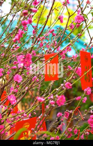 Cerisiers avec Lai Voir Enveloppes rouges pour le Nouvel An chinois, Hong Kong, Chine, Asie du Sud Est Banque D'Images