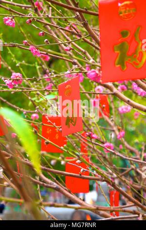 Cerisiers avec Lai Voir Enveloppes rouges pour le Nouvel An chinois, Hong Kong, Chine, Asie du Sud Est Banque D'Images