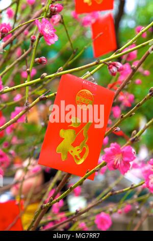 Cerisiers avec Lai Voir Enveloppes rouges pour le Nouvel An chinois, Hong Kong, Chine, Asie du Sud Est Banque D'Images