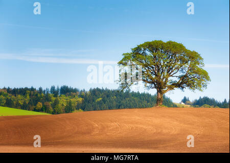 Remplir les feuilles de printemps les branches de l'avoine blanche fraîchement travaillé seul dans une terre agricole dans Yamhill Comté (Oregon) Banque D'Images