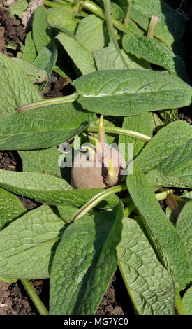Maincrop chitted plantation plants de pommes de terre rouge desiree dans un potager tranchée avec un lit de feuilles de consoude pour fertiliser les plantes. Banque D'Images