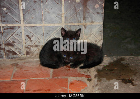 Deux noirs sale petit chaton assis sur la rue près de la maison. Banque D'Images