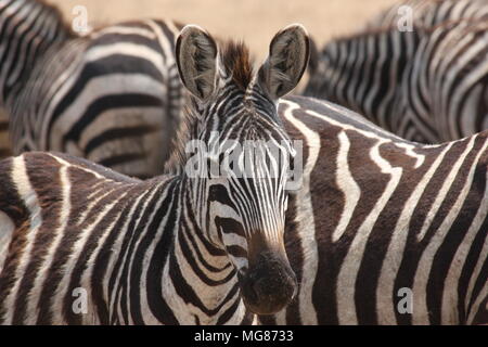 Les modèles communs Zebra en noir et blanc Banque D'Images