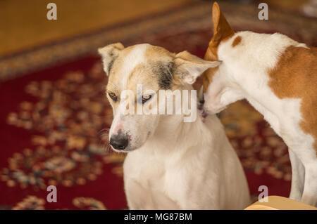 Chien Basenji lécher off le patient contre-breed dog c'est un membre de sa troupe Banque D'Images