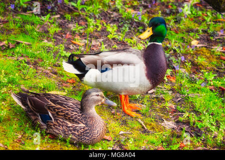 Photographie d'une paire de canards colverts assis sur les rives d'un étang parmi les fleurs sauvages. Banque D'Images