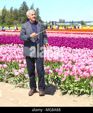 Hauts homme essayant de prendre un en face de selfies rangées de tulipes sur la vallée de la Skagit Tulip Festival à Mount Vernon, Washington, USA. Banque D'Images