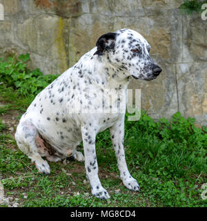 Chien dalmatien est assis et de repos dans l'herbe sur une journée ensoleillée dans la cour. Portrait plein air de chien Dalmatien. Square. Close-up. Banque D'Images