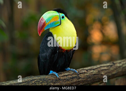 Keel-billed Toucan (Ramphastos sulfuratus également), siège au Costa Rica, de la direction générale Banque D'Images