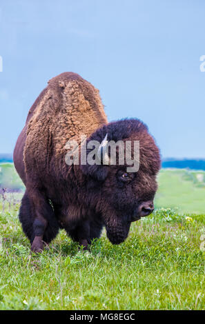 Le bison d'Amérique (incorrectement appelé 'buffalo') à la Maxwell Wildlife Refuge au Kansas. Une fois compté des millions à travers la Grande Plaine Banque D'Images