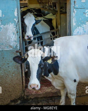 Deux vaches Holstein dans une ancienne étable en Israël Banque D'Images