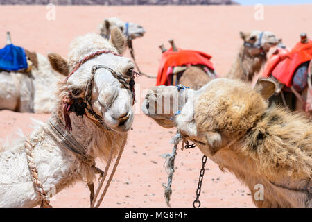 Deux chameaux s'embrassent Banque D'Images