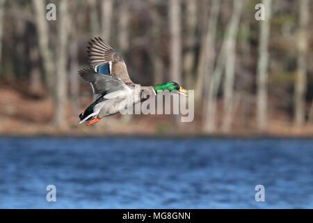 Un mâle Canard colvert Anas platyrhynchos survolant un lac bleu Banque D'Images