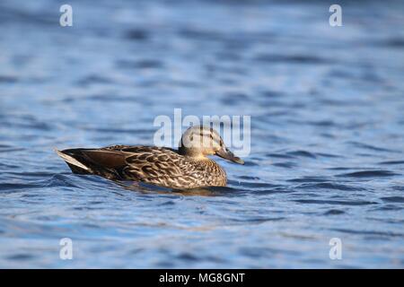 Une poule Canard colvert Anas platyrhynchos nager sur l'eau bleue Banque D'Images