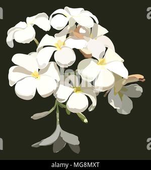 Fleur de frangipanier vecteur en journée ensoleillée sur fond vert sombre Illustration de Vecteur