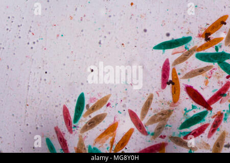 Paramecium caudatum sous le microscope - formes abstraites en couleur de vert, rouge, orange et brun sur fond blanc. Banque D'Images