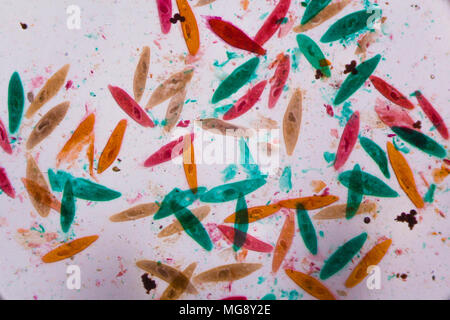 Paramecium caudatum sous le microscope - formes abstraites en couleur de vert, rouge, orange et brun sur fond blanc. Banque D'Images