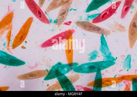 Paramecium caudatum sous le microscope - formes abstraites en couleur de vert, rouge, orange et brun sur fond blanc. Banque D'Images