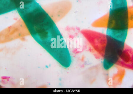 Paramecium caudatum sous le microscope - formes abstraites en couleur de vert, rouge, orange et brun sur fond blanc. Banque D'Images