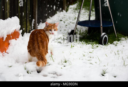 Magnifique jeune chat gingembre expérimenter sa première neige dans le jardin Banque D'Images