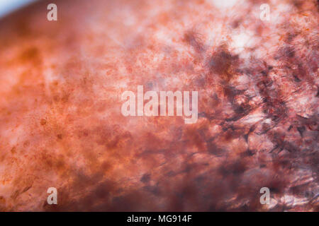 La tomate sous le microscope. Banque D'Images
