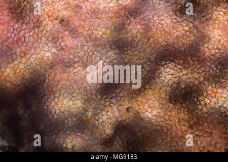 La tomate sous le microscope. Banque D'Images