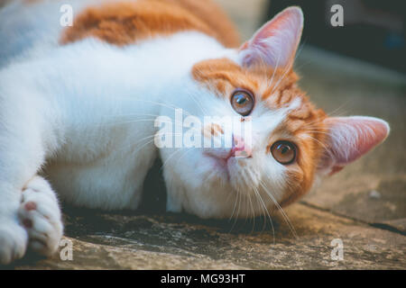 Jeune chat de gingembre s'amuser dans le jardin Banque D'Images