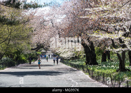 L'activité de printemps sur l'allée cavalière dans Central Park, New York City, USA Banque D'Images