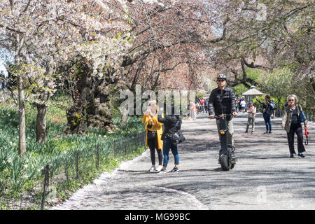 L'activité de printemps sur l'allée cavalière dans Central Park, New York City, USA Banque D'Images