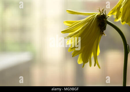 Vue latérale du daisy jaune fanée Banque D'Images