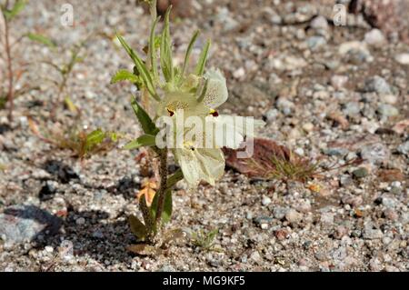 Mohavea confertiflora fleur Ghost, Hawk Canyon, dans Anza-Borrego desert State Park, CA, USA 050212 2092 Banque D'Images