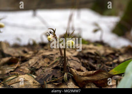 Les bourgeons non ouvert de perce-neige Anemone uralensis ('wind flower') entre la litière forestière au début du printemps après la fonte des neiges Banque D'Images