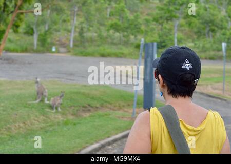 Les gens observant wallabies agiles près du mont Stuart des sentiers de randonnée, Townsville, Queensland, Australie Banque D'Images