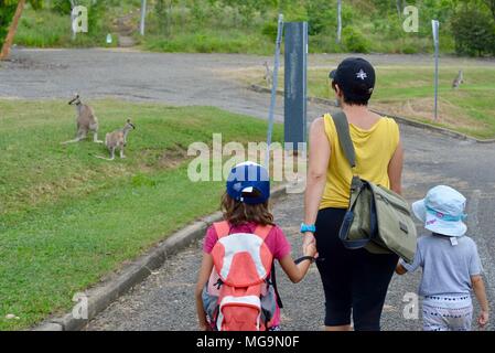 Les gens observant wallabies agiles près du mont Stuart des sentiers de randonnée, Townsville, Queensland, Australie Banque D'Images