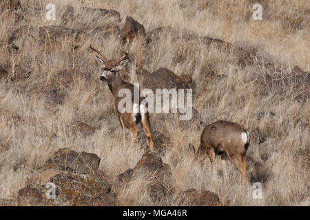 Mule Deer buck. La Californie, Tulelake, Tule Lake National Wildlife Refuge, l'hiver Banque D'Images