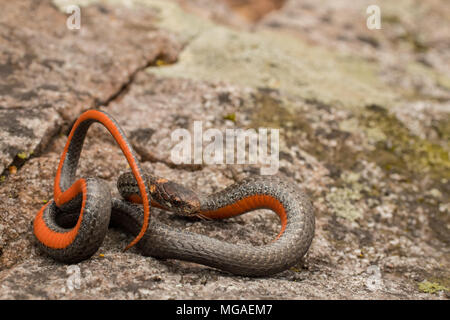 Ventre rouge du nord montrant snake il est lumineux dessous - Storeria occipitomaculata Banque D'Images