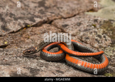 Ventre rouge du nord montrant snake il est lumineux dessous - Storeria occipitomaculata Banque D'Images