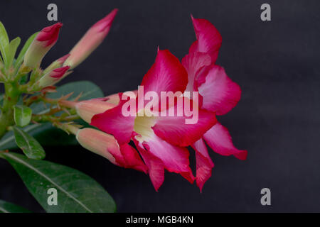 Adenium obesum sur fond noir, rouge Fleur du désert Banque D'Images