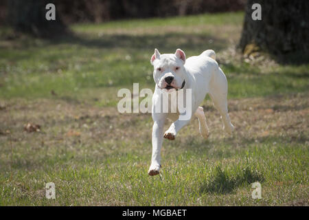 Dogo Argentino chien qui court Banque D'Images